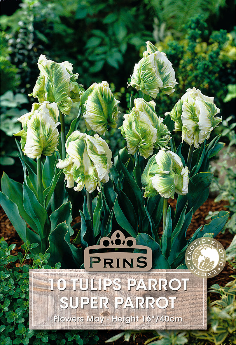 Tulips Super Parrot 10 Per Pack