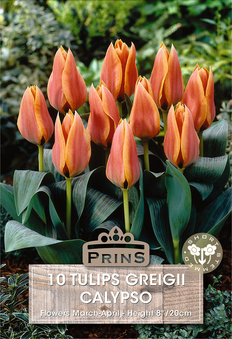 Tulips Calypso 10 Per Pack