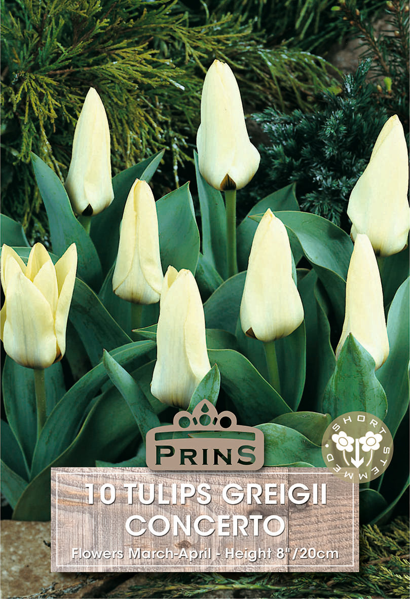 Tulips Concerto 10 Per Pack