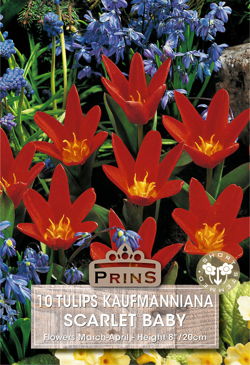 Tulips Scarlet Baby 10 Per Pack