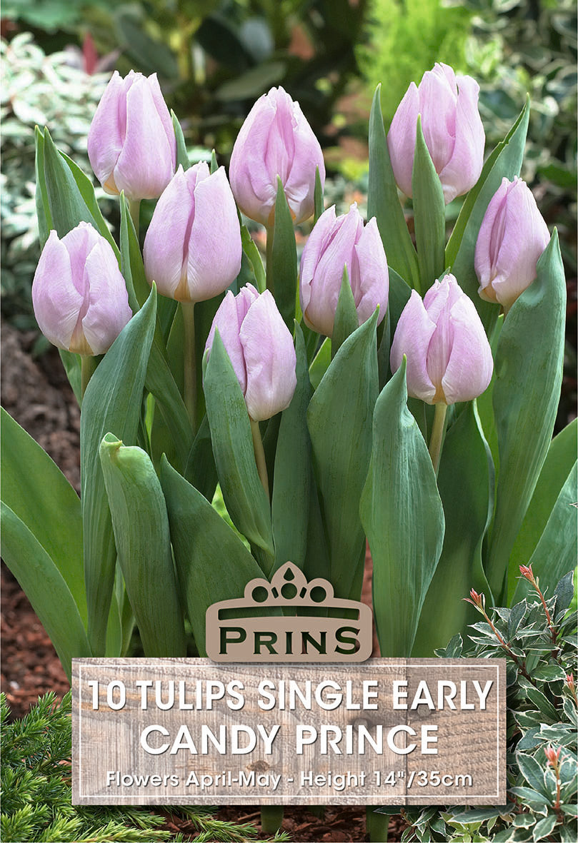 Tulips Candy Prince 10 Per Pack