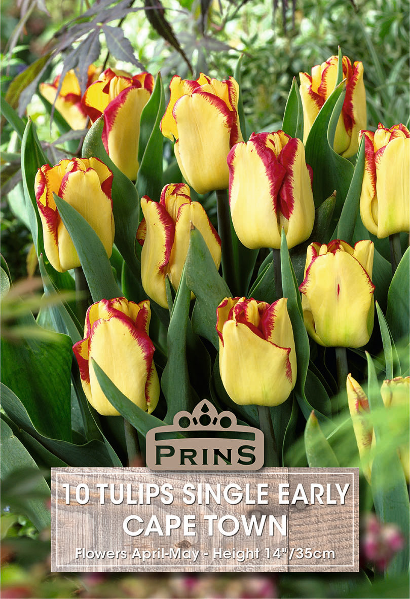 Tulips Cape Town 10 Per Pack