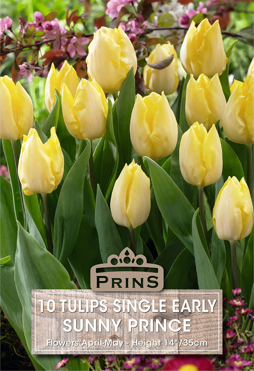 Tulips Sunny Prince 10 Per Pack