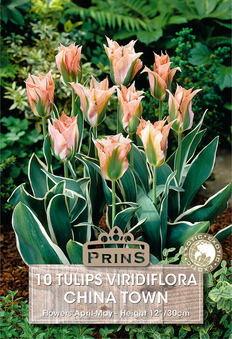 Tulips China Town 10 Per Pack