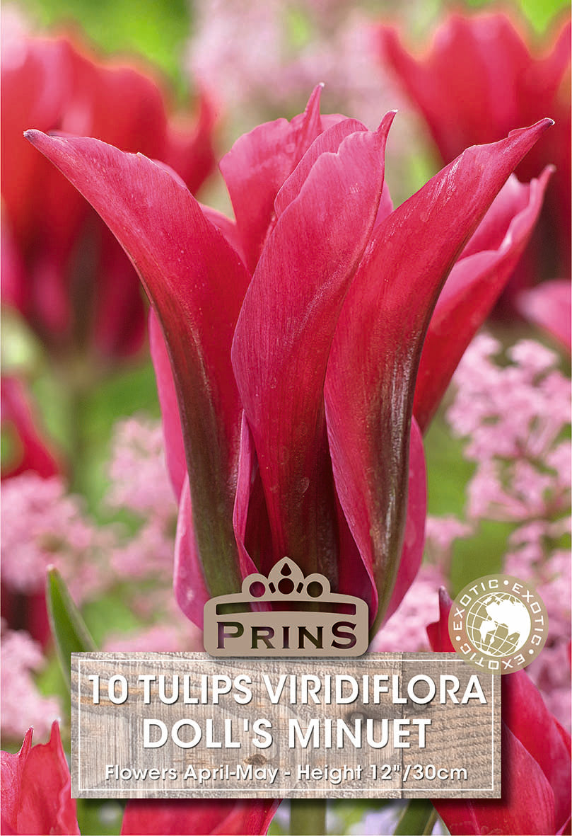 Tulips Doll's Minuet 10 Per Pack