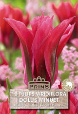 Tulips Doll's Minuet 10 Per Pack