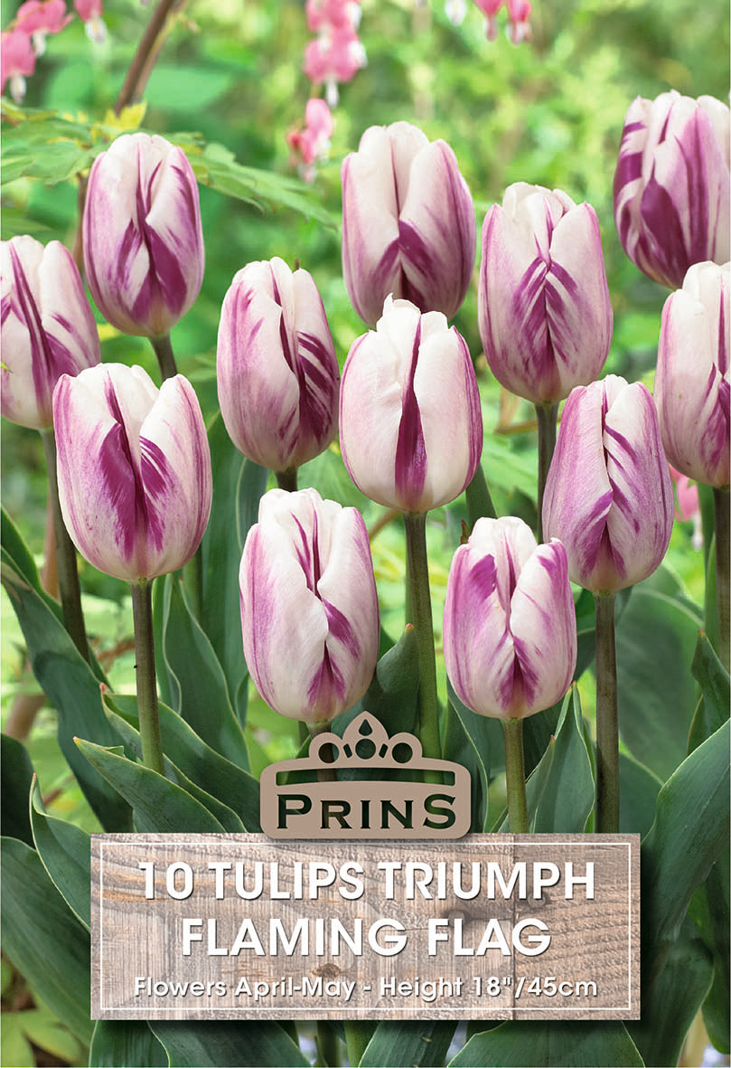 Tulips Flaming Flag 10 Per Pack
