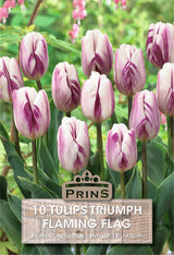 Tulips Flaming Flag 10 Per Pack