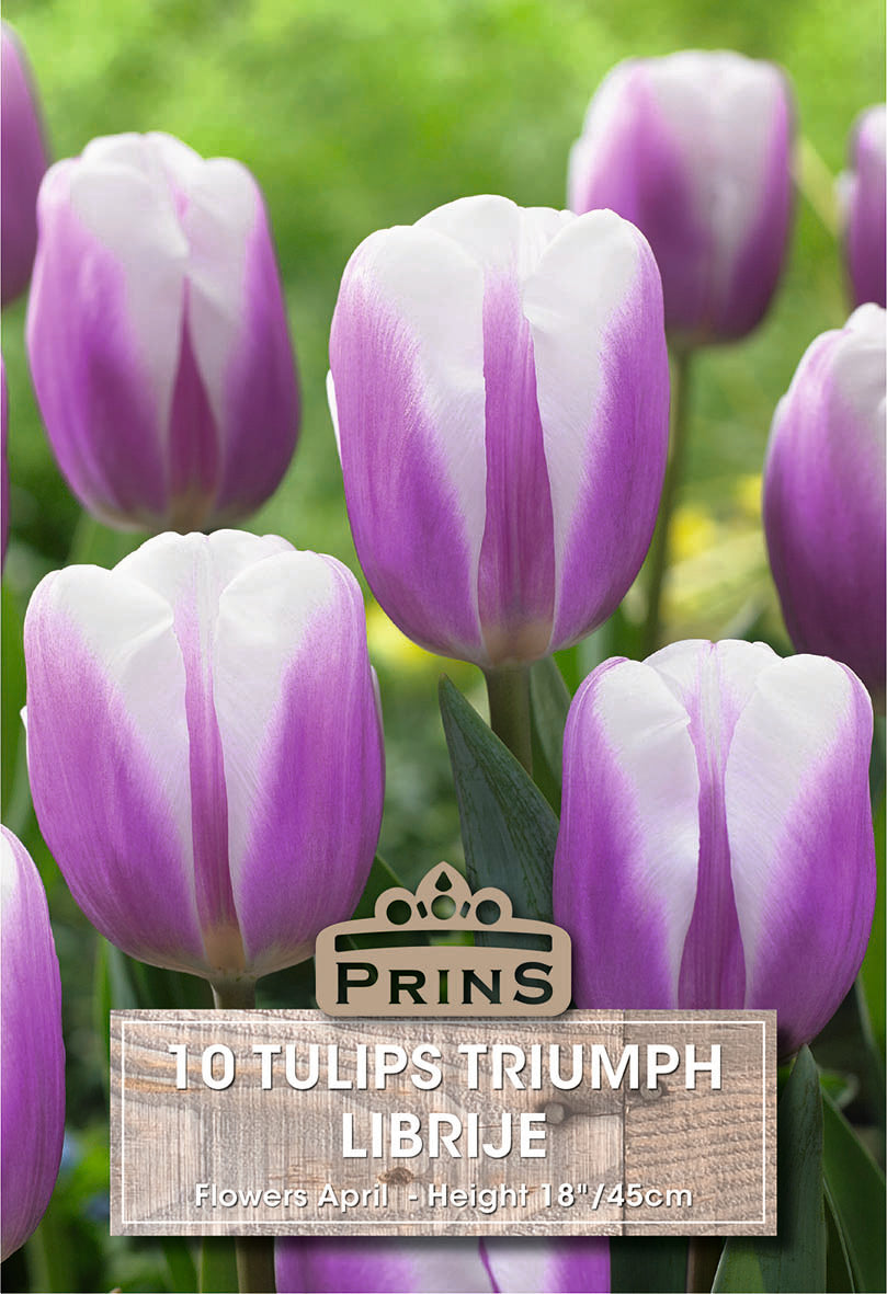 Tulips Librije 10 Per Pack