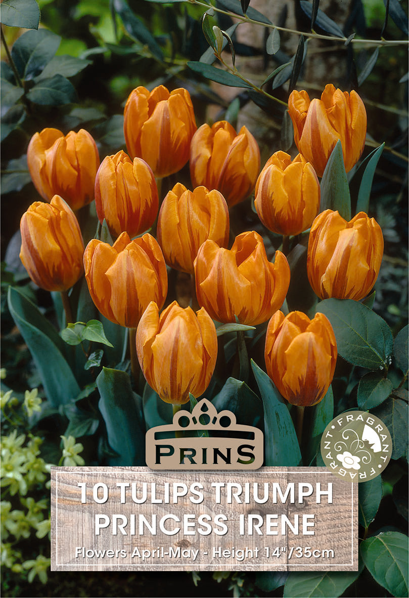 Tulips Princess Irene 10 Per pack