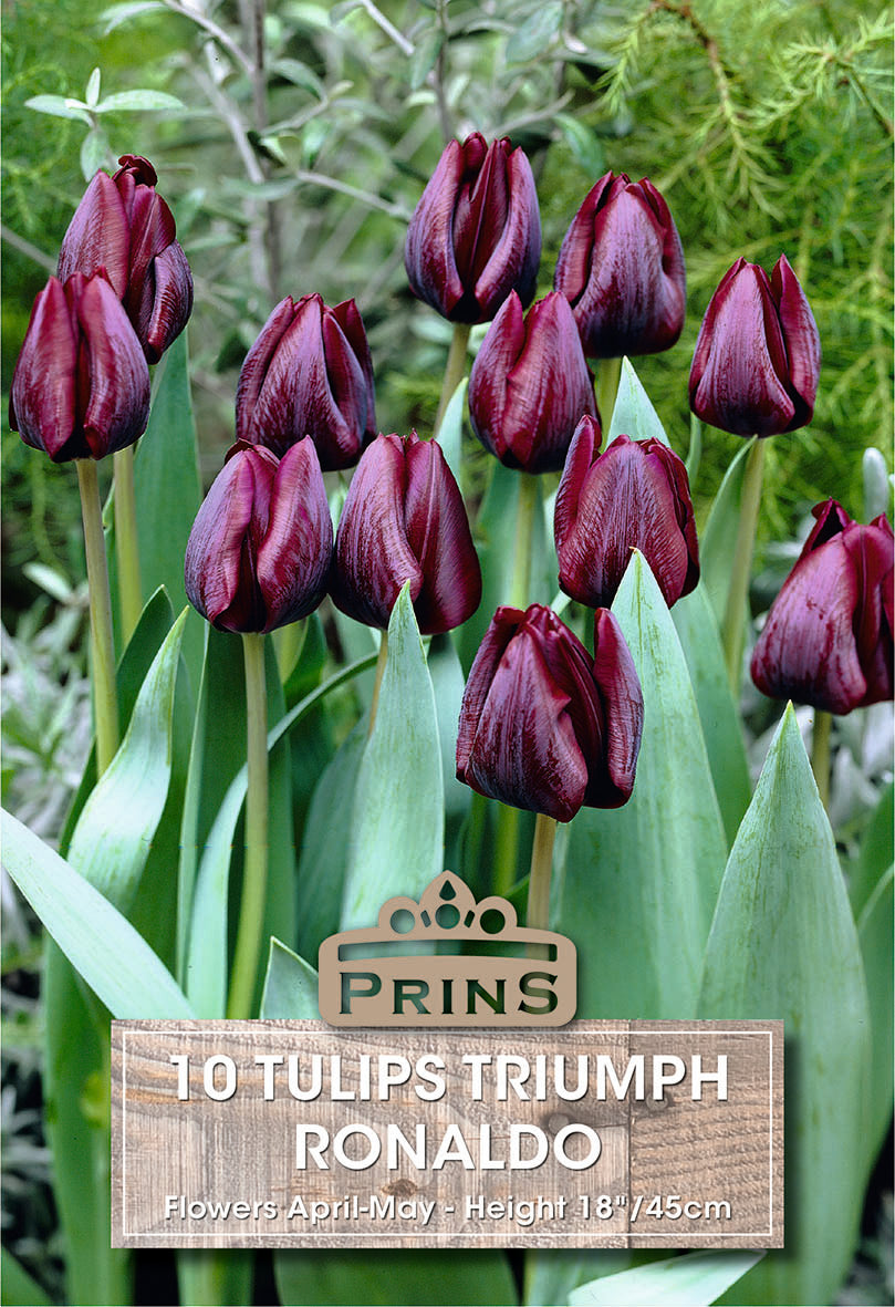 Tulips Ronaldo 10 Per Pack
