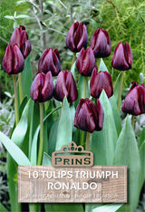 Tulips Ronaldo 10 Per Pack