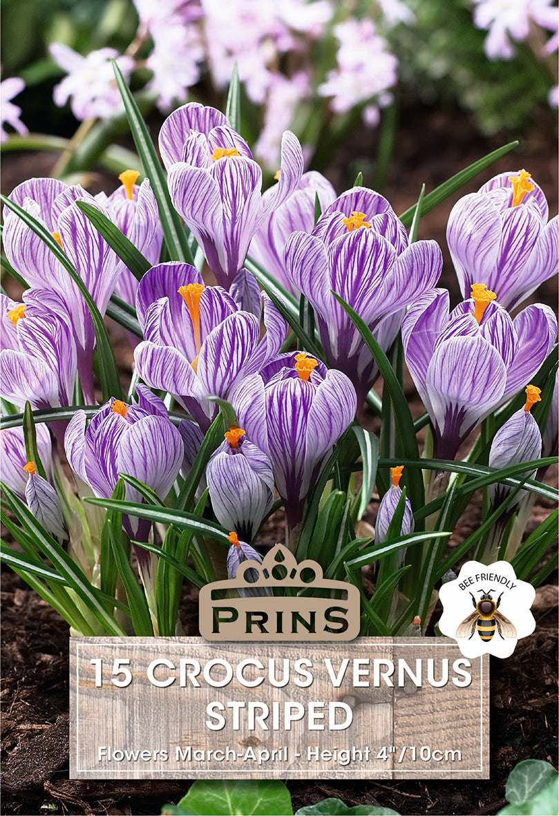 Crocus Vernus Striped 15 Per Pack