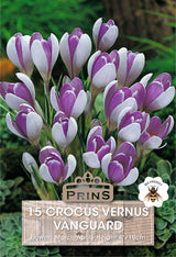 Crocus Vernus Vanguard 15 Per Pack