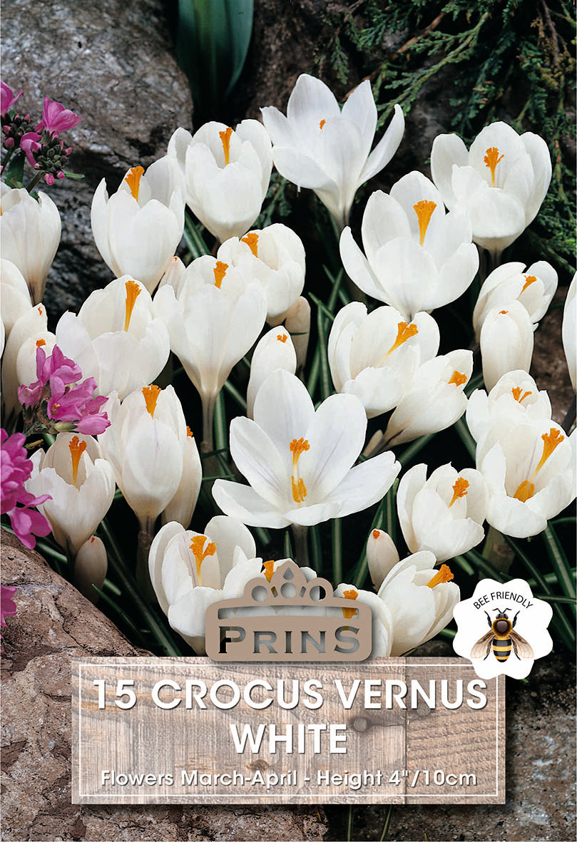 Crocus Vernus White 15 Per Pack