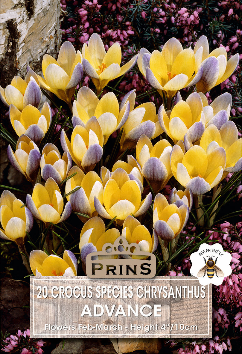 Crocus Specie Advance 20 Per Pack