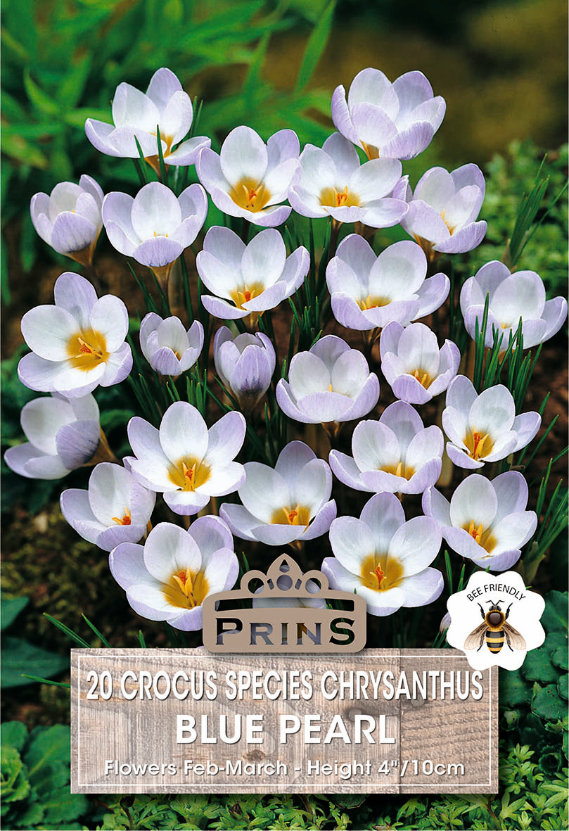 Crocus Specie Blue Pearl 20 Per Pack