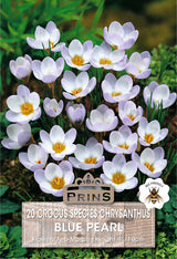 Crocus Specie Blue Pearl 20 Per Pack