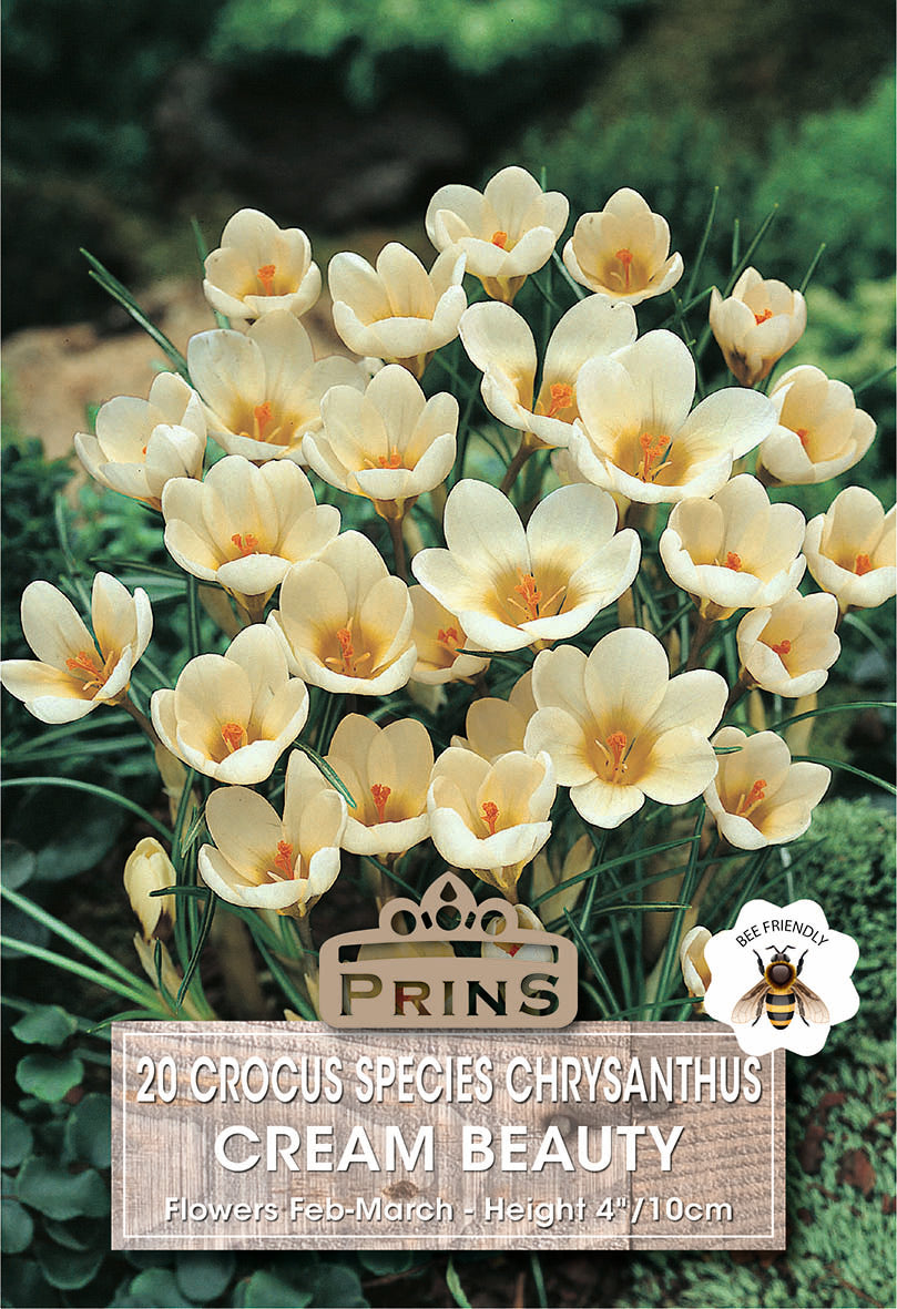 Crocus Specie Cream Beauty 20 Per Pack