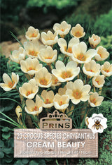 Crocus Specie Cream Beauty 20 Per Pack