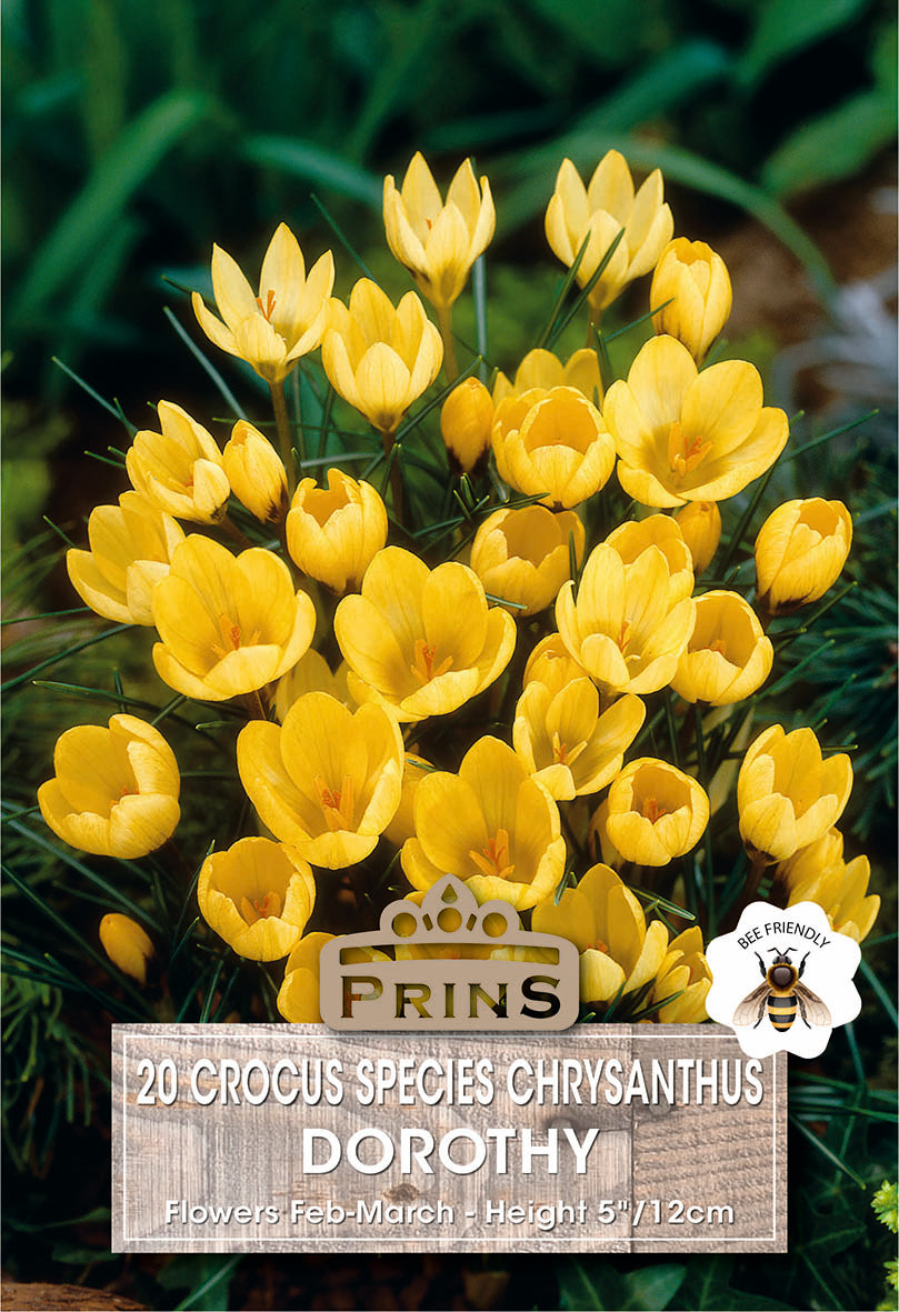 Crocus Specie Dorothy 20 Per Pack