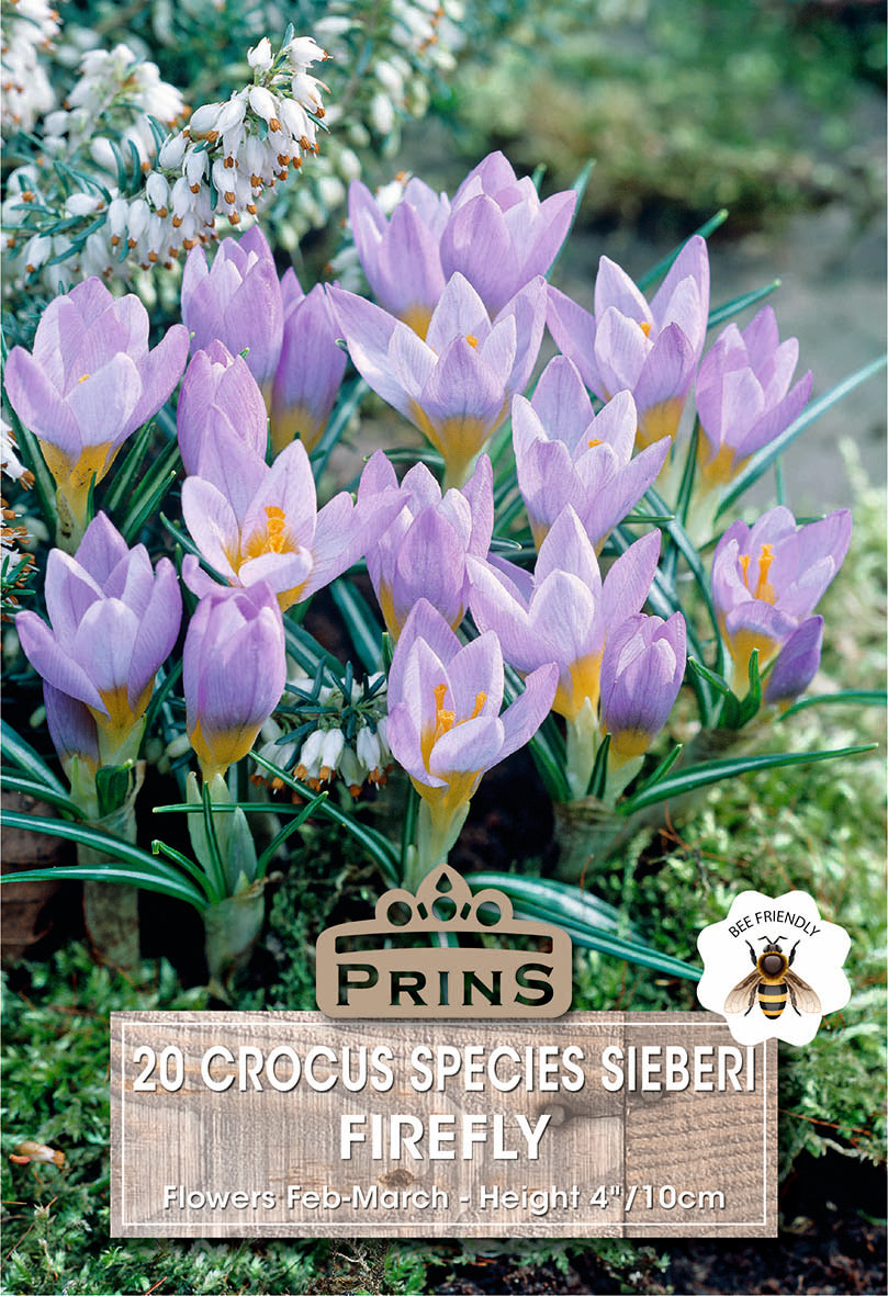 Crocus Specie Firefly 20 Per Pack