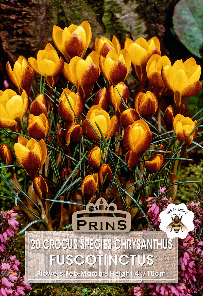 Crocus Specie Fuscotinctus 20 Per Pack