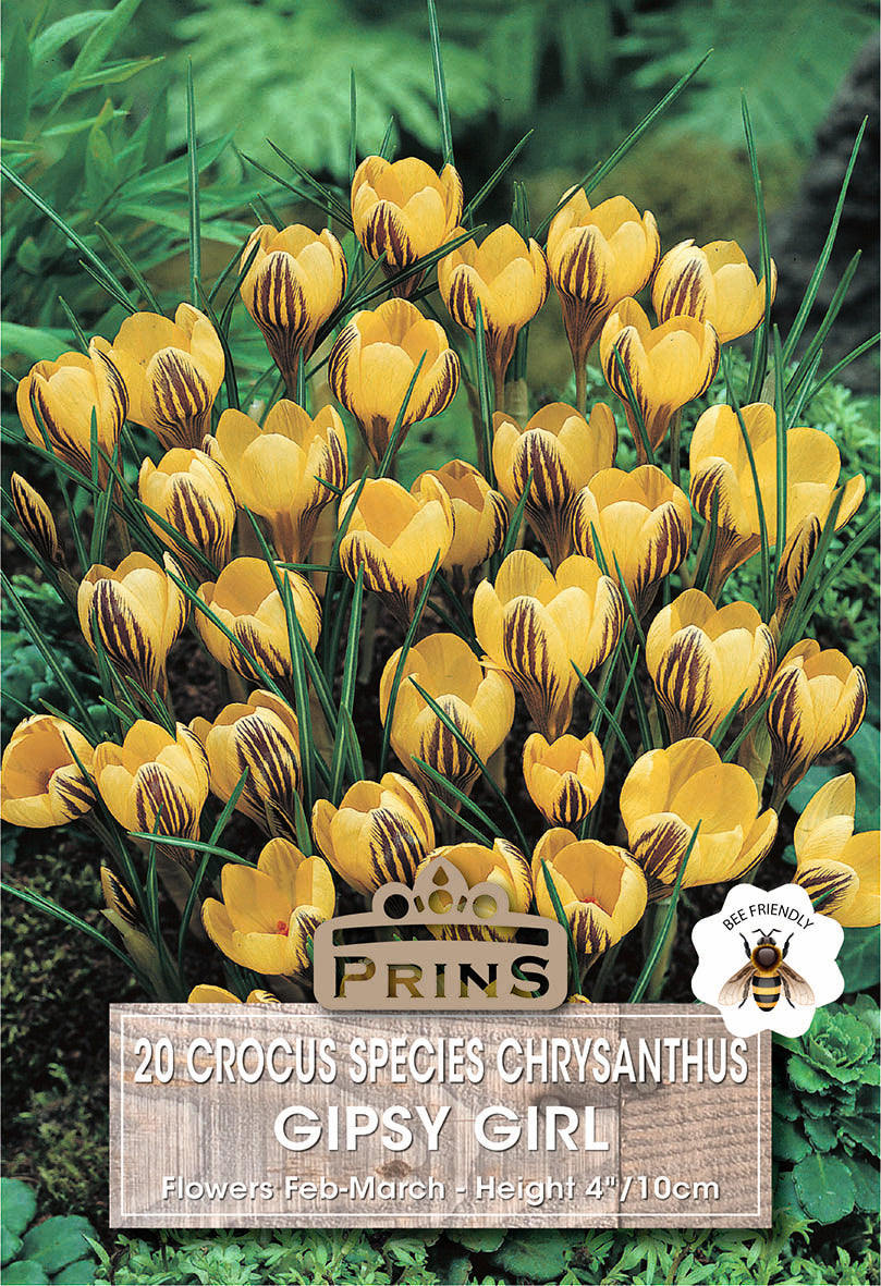Crocus Specie Gipsy Girl 20 Per Pack