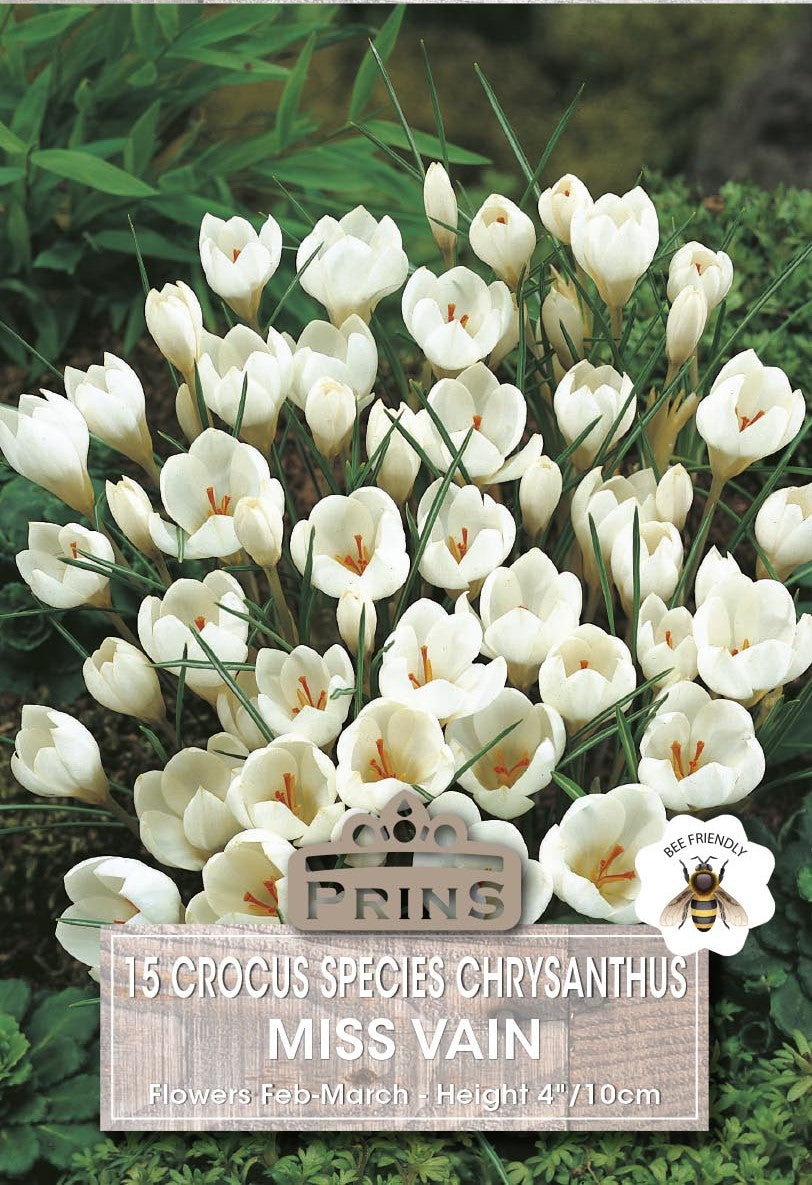 Crocus Specie Miss Vain 20 Per Pack