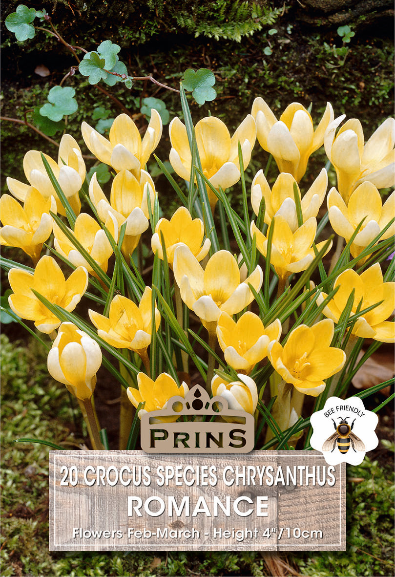 Crocus Specie Romance 20 Pp