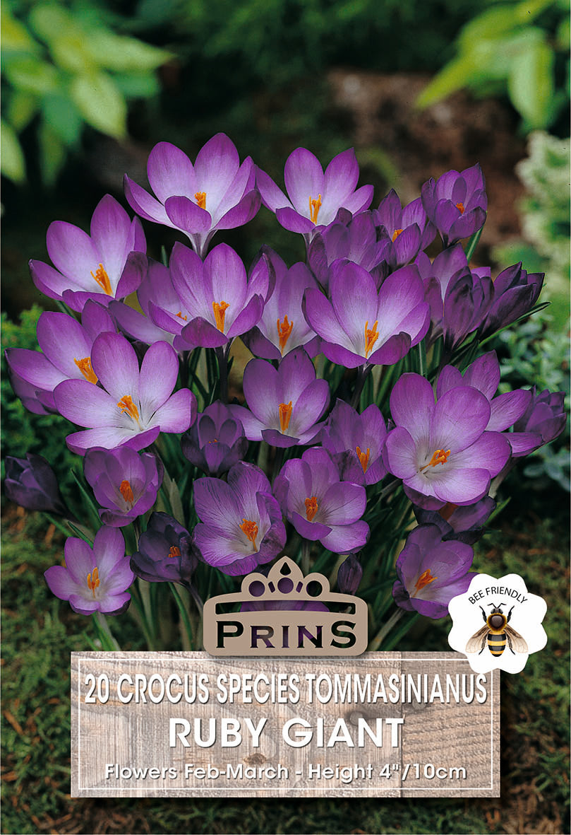 Crocus Specie Ruby Giant 20 Per Pack
