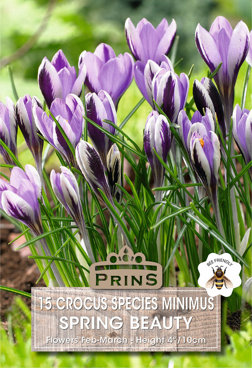 Crocus Specie Spring Beauty 15 Per Pack
