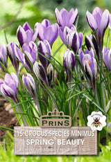 Crocus Specie Spring Beauty 15 Per Pack