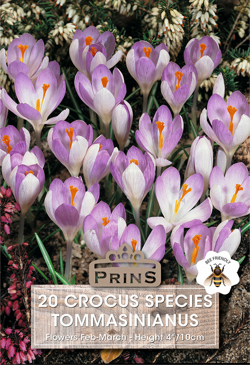 Crocus Specie Tommasinianus 20 Per Pack