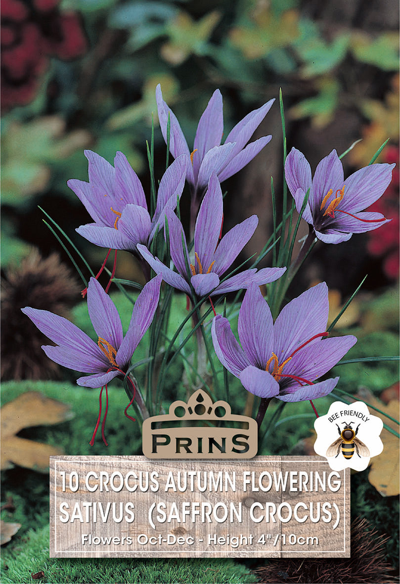 Crocus Autumn Flow Sativus 10 Pack