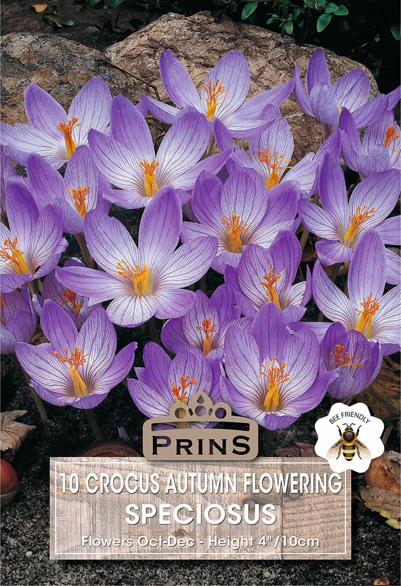 Crocus Autumn Flow Speciosus 10 Per Pack
