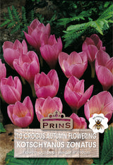 Crocus Autumn Flowzonatus 10 Pack