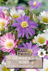 Anemones Blanda Mixed 20 Per pack