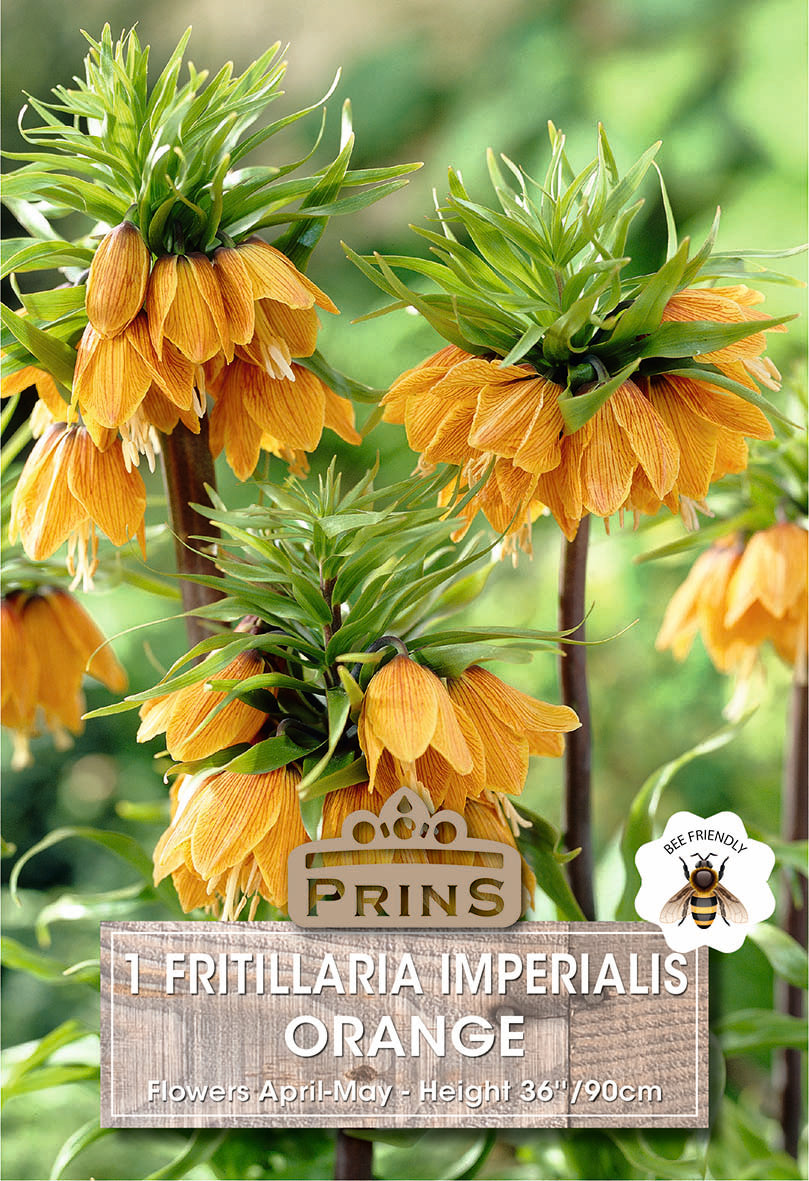 Fritillaria Orange 1 Per pack