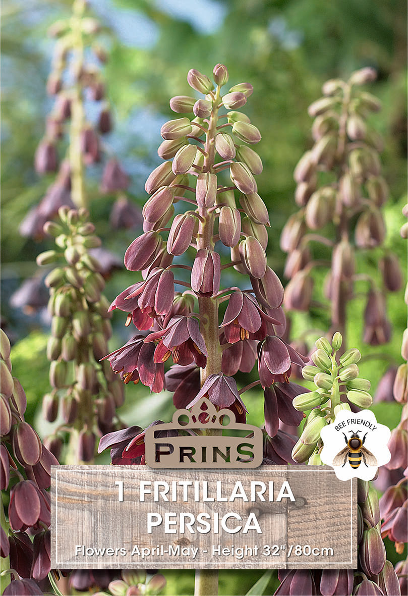 Fritillaria Persica 1 per pack
