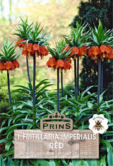 Fritillaria Red 1 Per Pack