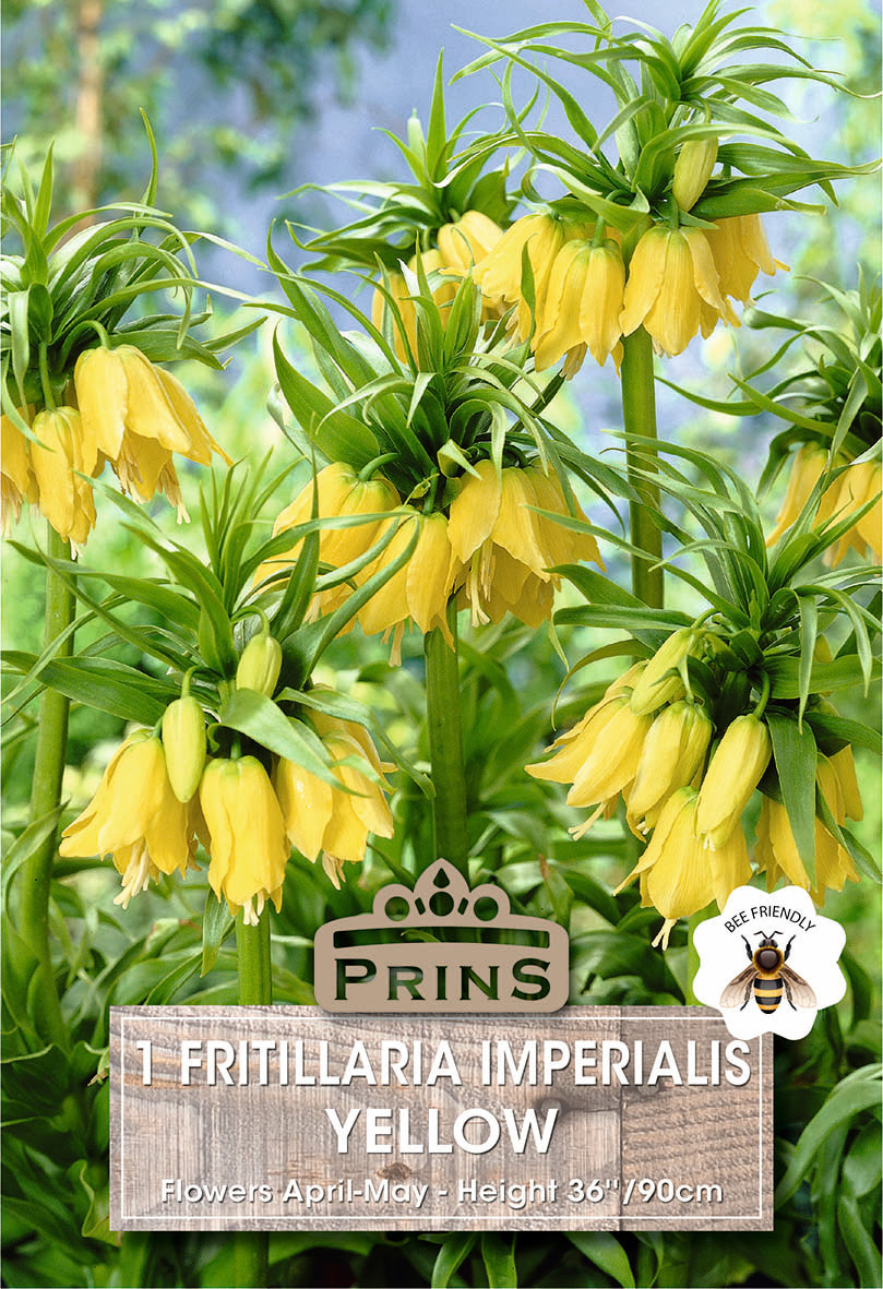 Fritillaria Yellow 1 Per Pack