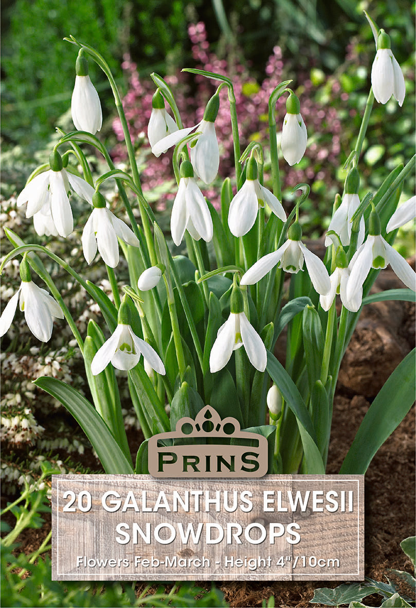 Galanthus Elwesii Snow Drops 20 Per Pack