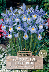 Iris Dutch Light Blue 20 Pack