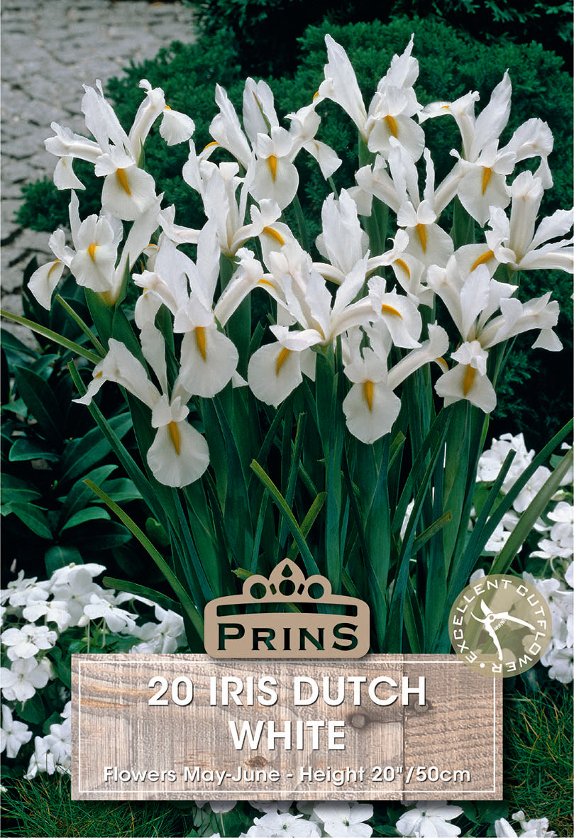 Iris Dutch White 20 Pack