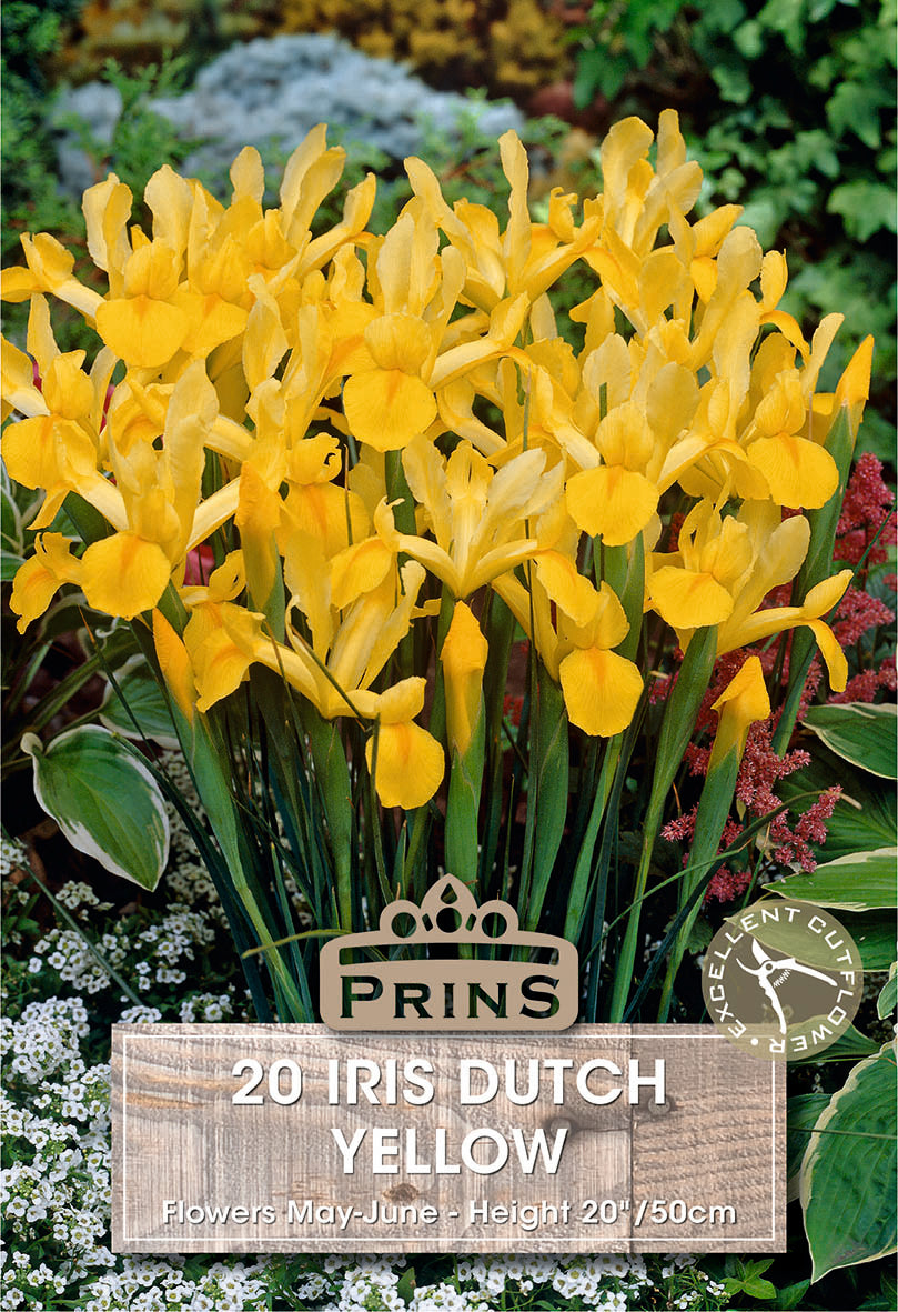 Iris Dutch Yellow 20 Pack
