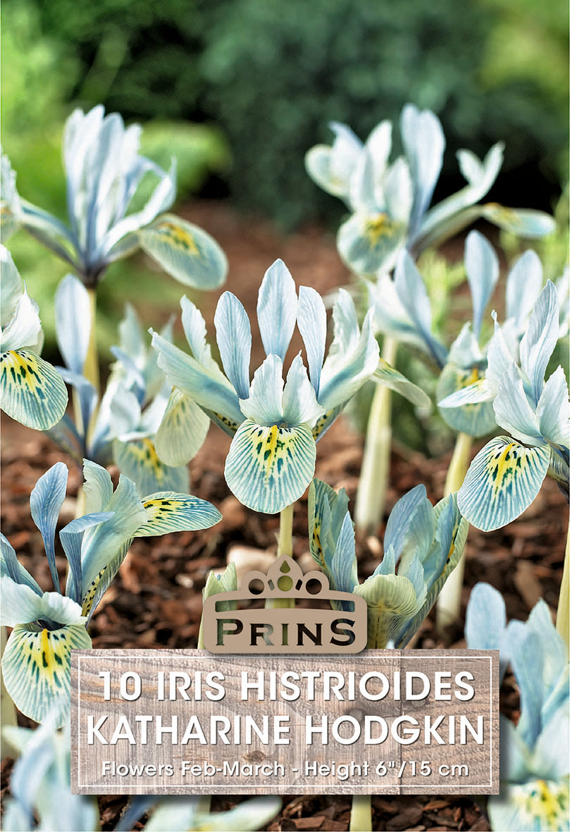 Iris Dwarf Katharine Hodgkin 10 Per Pack