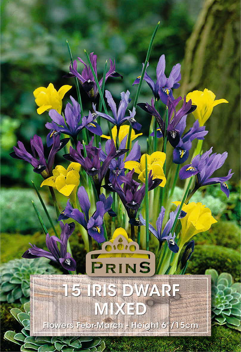 Iris Dwarf Mixed 15 Per Pack