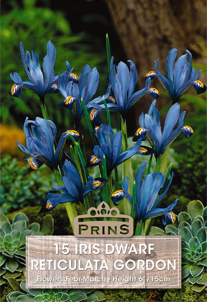 Iris Dwarf Gordon 15 Per Pack
