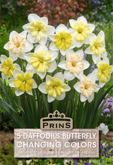 Daffodil Changing Colours 5 Per Pack